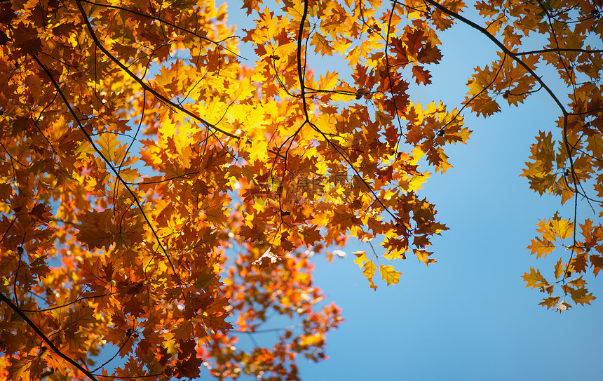 美丽多彩的秋叶图片