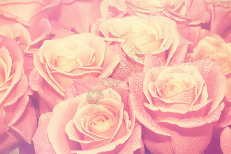 粉红玫瑰背景复古过滤器图片