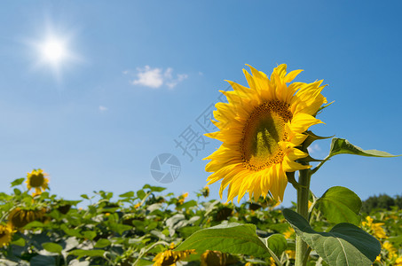 向日葵开花在蓝天的农场里开花图片