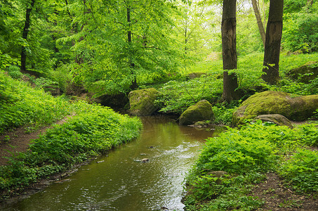 林木中的河流图片