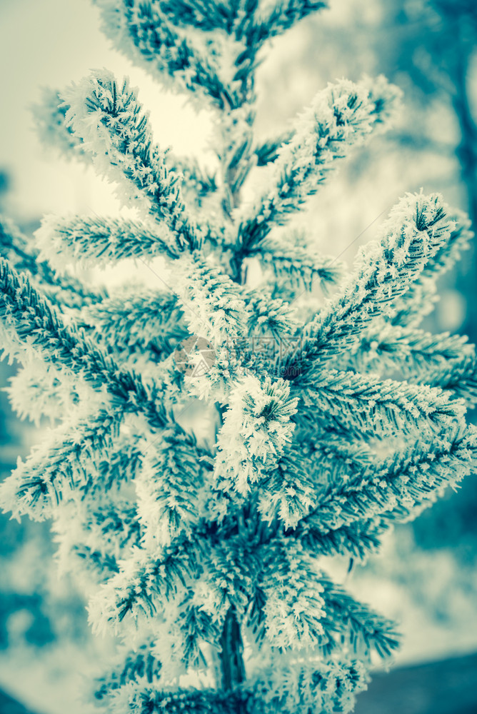 霜花树图片