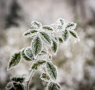 冷冻植物图片