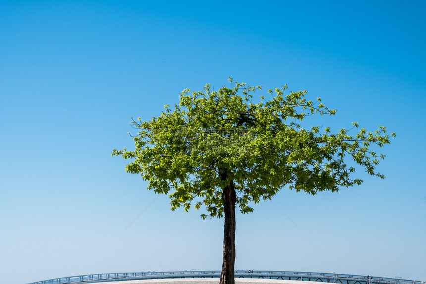 蓝色天空背景的孤绿树图片