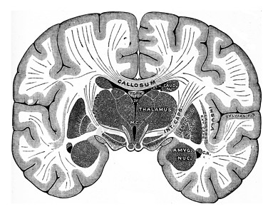 大脑的垂直部分古代刻画的插图高清图片