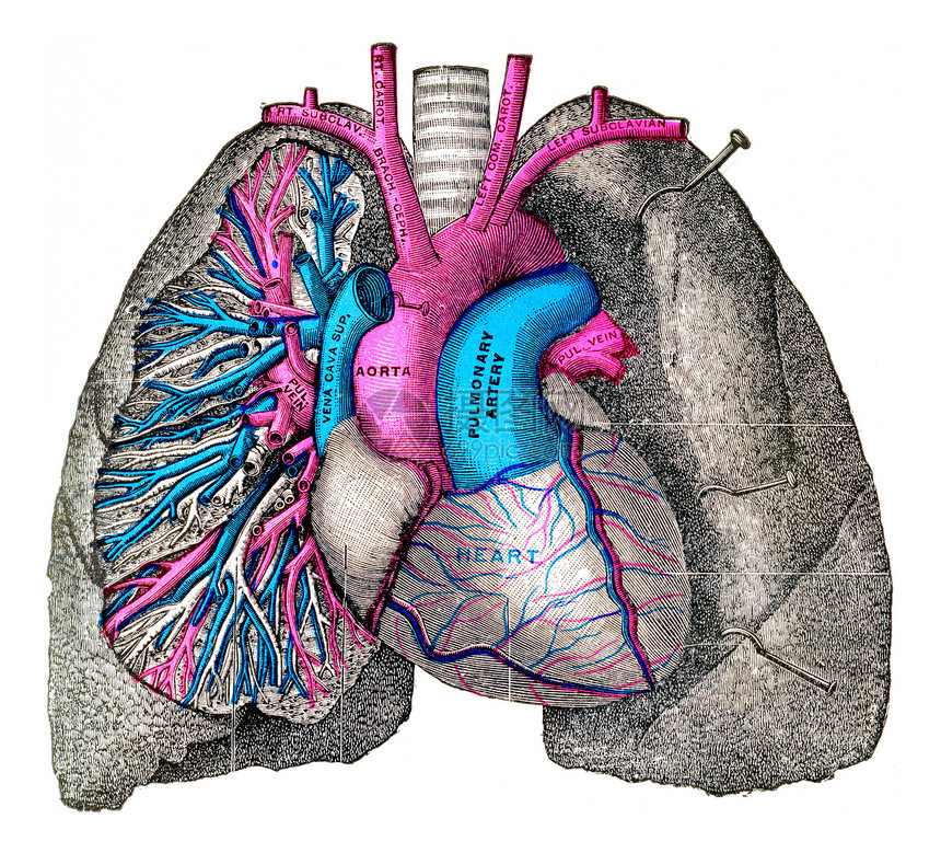 肺动脉和古老的雕刻图案图片
