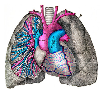 肺动脉和古老的雕刻图案背景