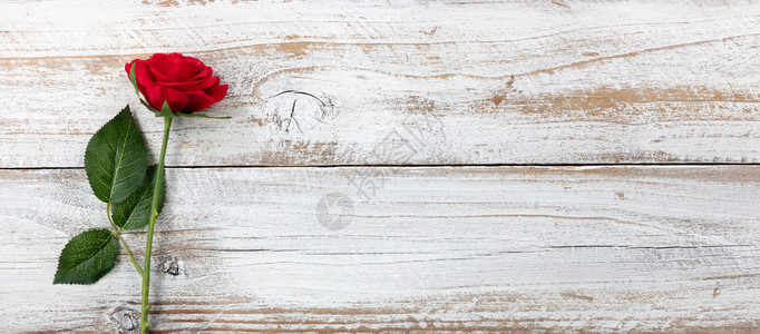 纪念年背景白锈木上有一朵红玫瑰图片