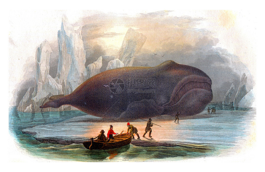 鲸鱼古代雕刻的插图来自拉塞佩德的然历史图片