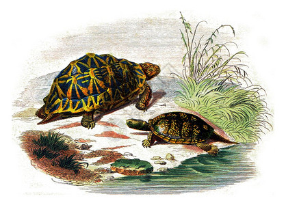 几何海龟黄古老的雕刻图解来自拉塞佩德的然史图片