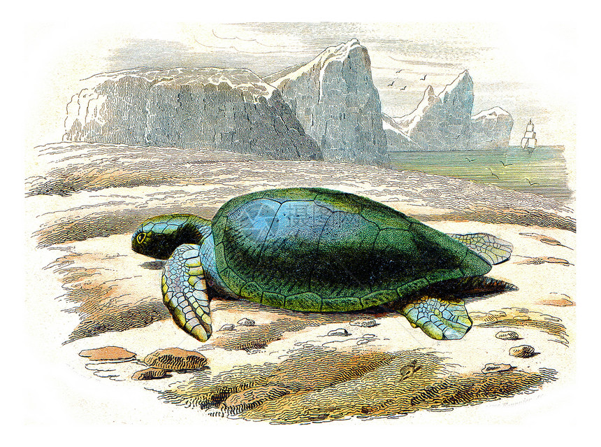 开诚布公的海龟古老雕刻图画来自拉塞佩德的然历史图片