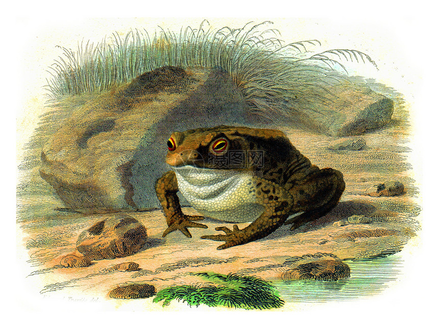 青蛙古代雕刻的插图来自拉塞佩德的然历史图片
