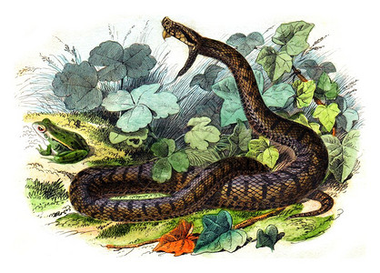 蝰蛇普通的毒蛇古老雕刻插图莱斯佩德的自然历史背景