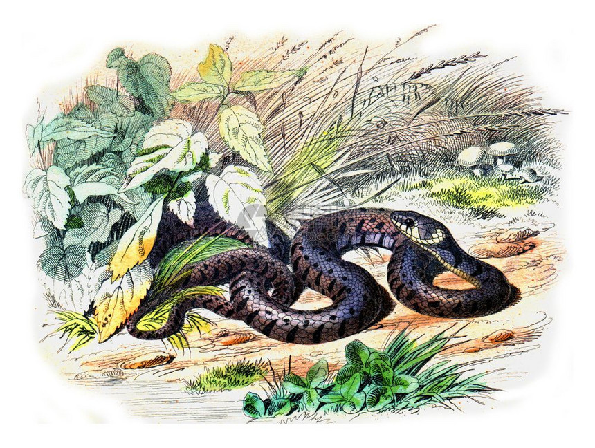带项圈的蛇古老雕刻画莱斯佩德的自然历史图片