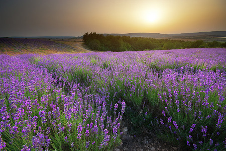 紫色美丽的草原春天大自然的构成图片