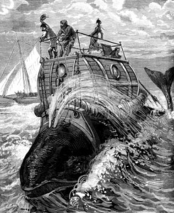 鲸鱼矢量休闲杂志旅行18790年旅行杂志18790年背景