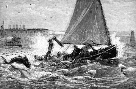 水洒了鲨鱼的真实故事我们的三个浏览器记录了14条鲨鱼古老的雕刻图旅行杂志180年0年背景