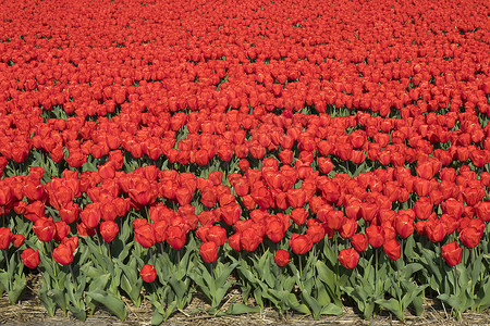 传统荷兰红色花朵的郁金园图片