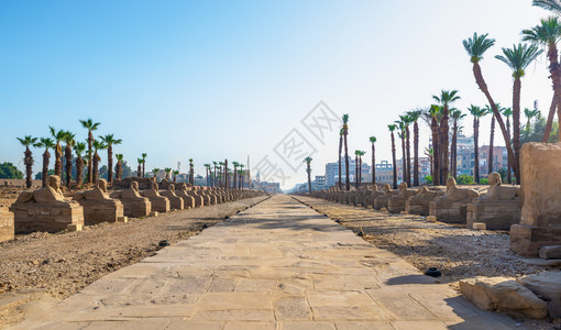 阿努比斯狒埃及卢克索斯芬大道位于古城的中心已经挖掘出来现在正恢复背景