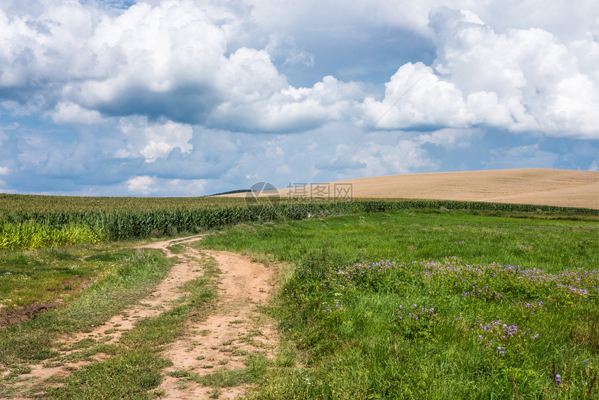 穿过小麦和绿草田的道路图片