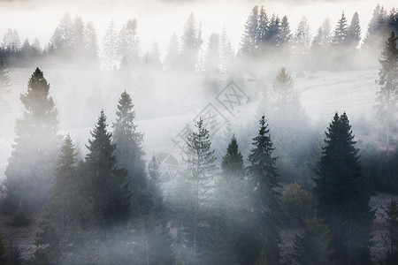 雾的山丘上林背景