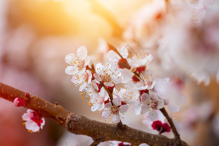 近距离的图片开花杏树粉红色花在春天图片