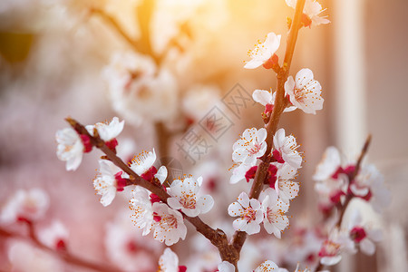 近距离的图片开花杏树粉红色花在春天背景图片