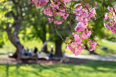护肤品树素材粉红色开花的近距离图片复制空间背景