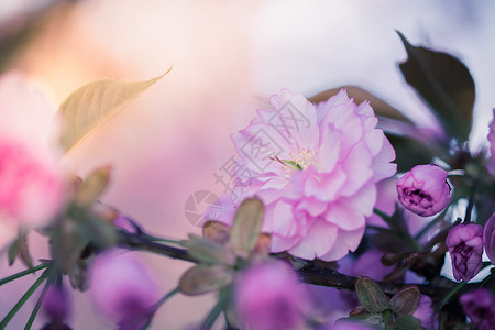护肤品树素材粉红开花樱的近图片背景