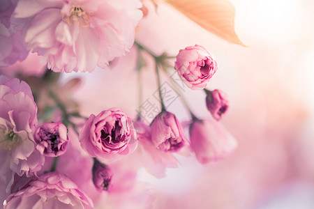 粉红开花樱的近图片图片