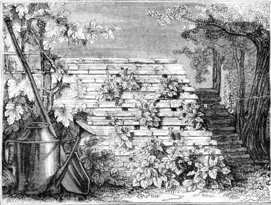 种植草莓的新方法1836年的马加辛皮托罗克图片