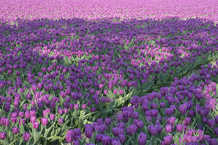 荷兰传统的带有紫花郁金香田背景图片