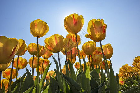 荷兰传统的郁金香田阳光下有黄色花朵图片
