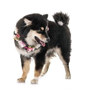 白色背景面前的芬兰Lapphund背景图片