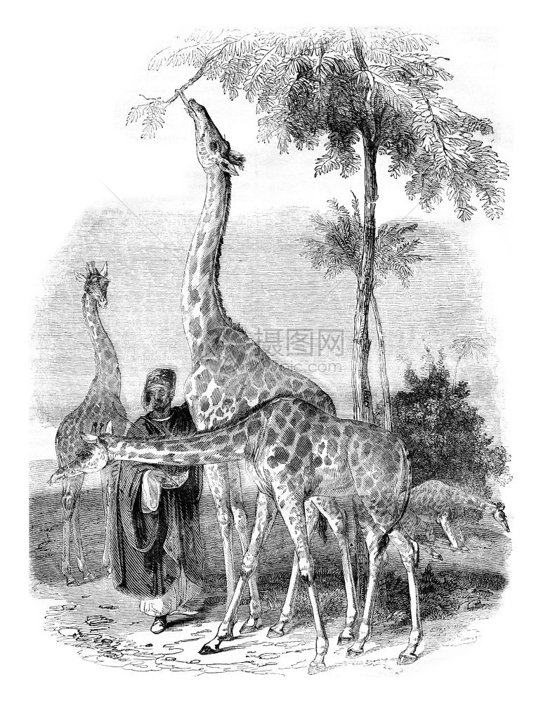 Giraffes于1836年抵达伦敦1836年的MagasinPittoresque1836年图片