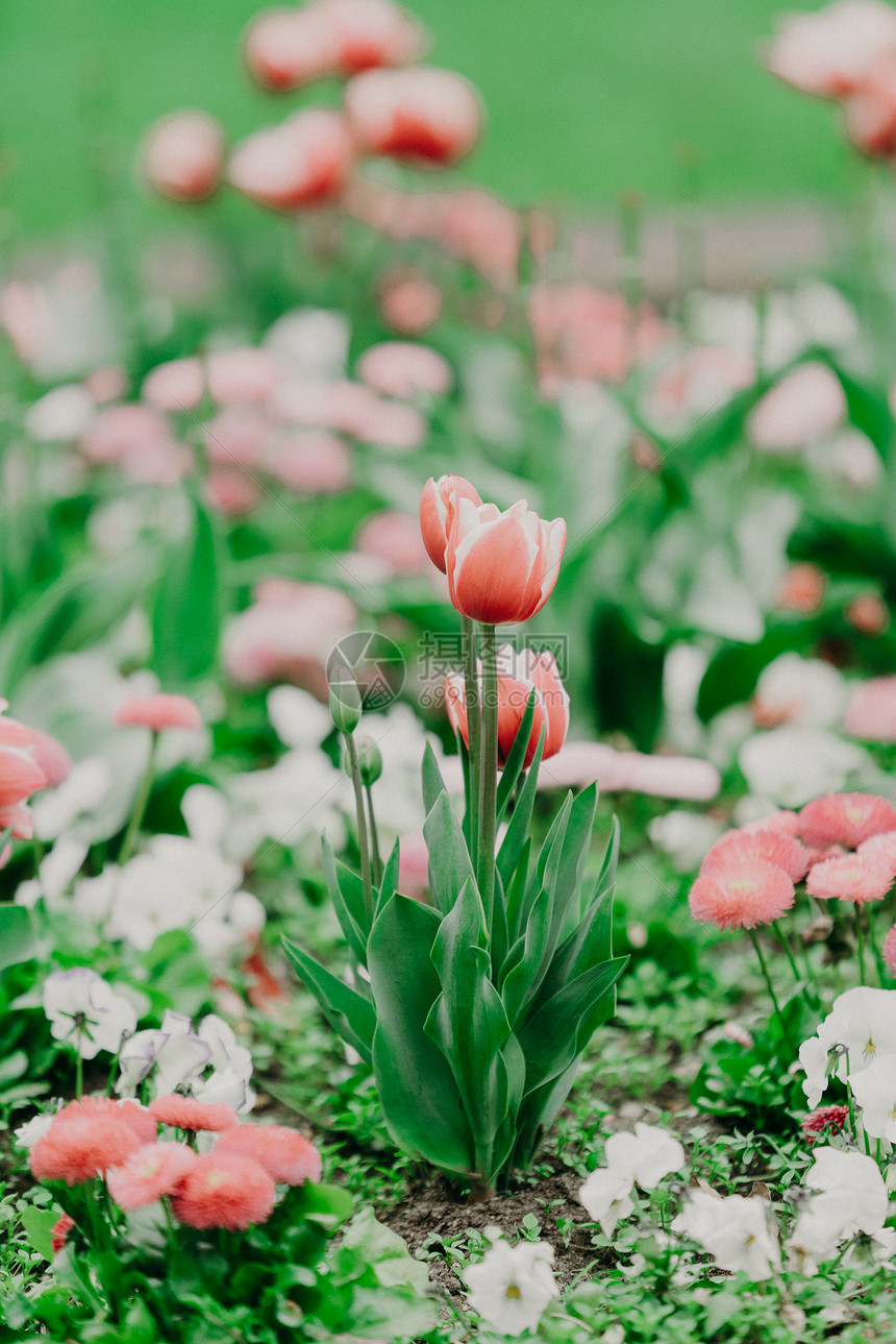 春天公园的美丽多彩郁金香图片