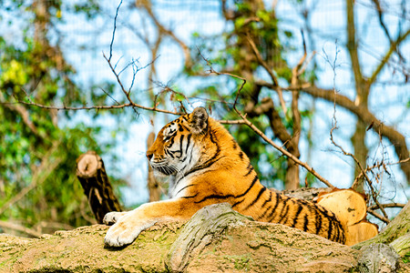 动物园中的美丽老虎图片