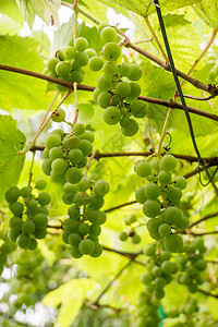 夏季葡萄的绿图片