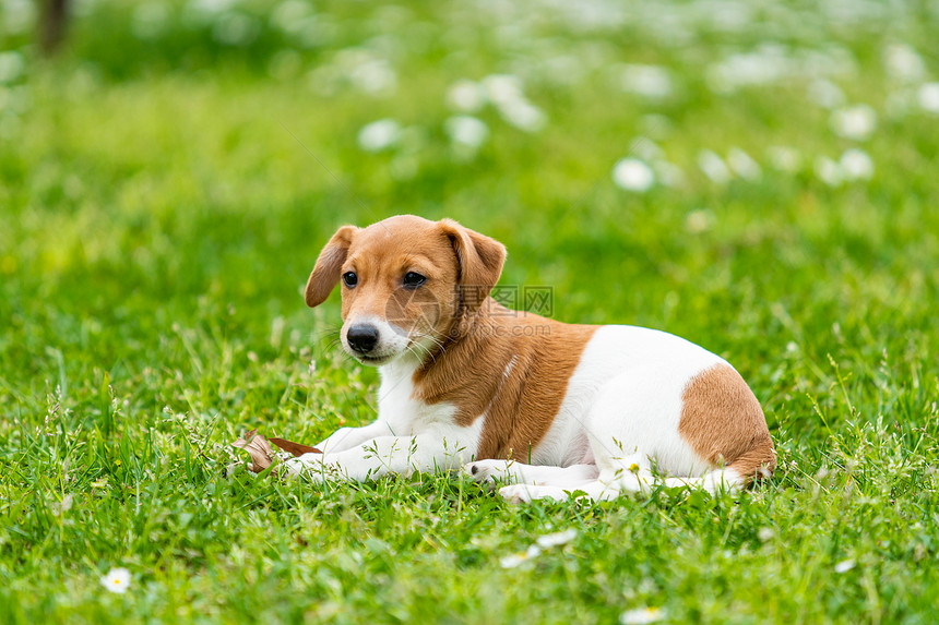 杰克鲁塞尔罗泰瑞野外狗在夏日草地上的野生原图片