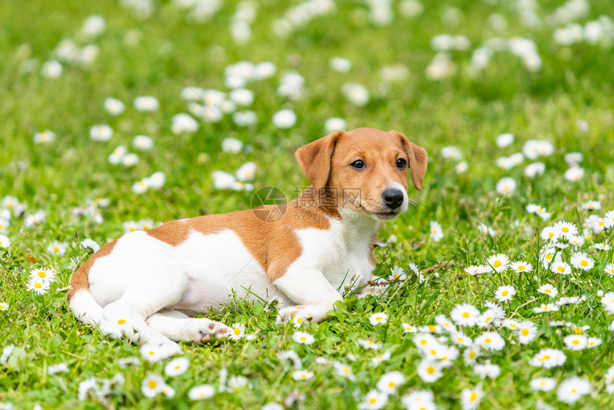 杰克鲁塞尔罗泰瑞野外狗在夏日草地上的野生原图片