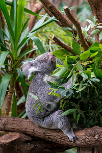 Koala树上的枝高清图片