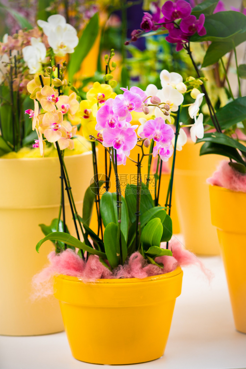 花盆中美丽的热带兰花图片