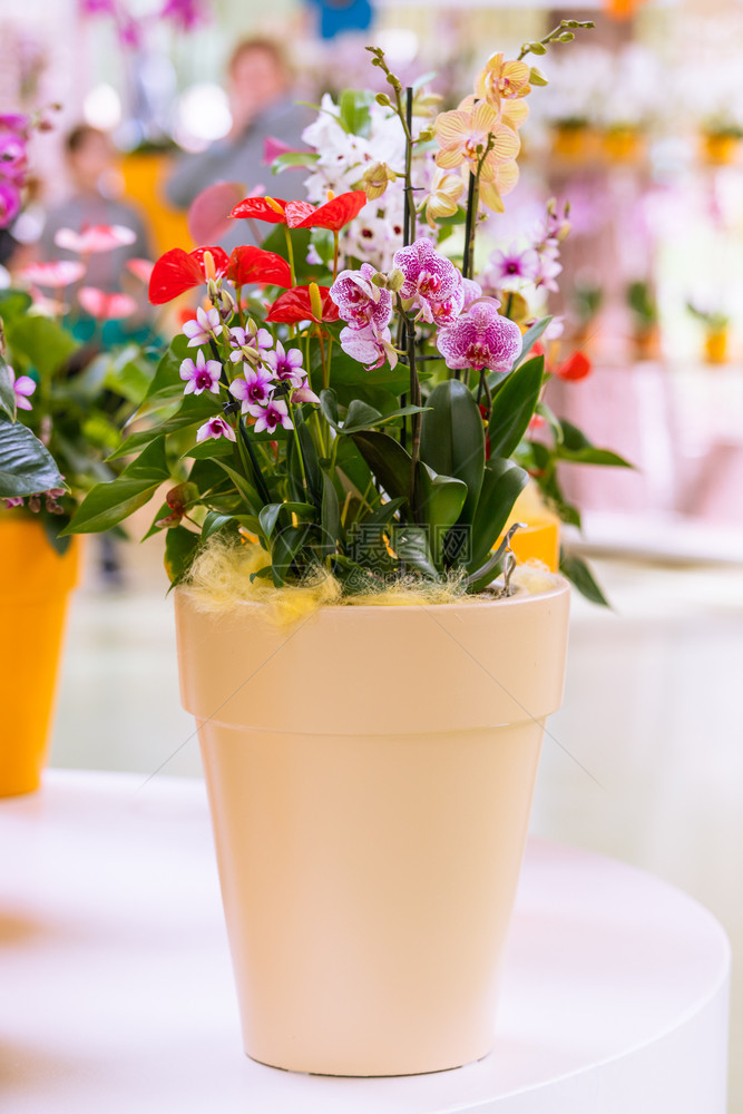 花盆中美丽的热带兰花图片
