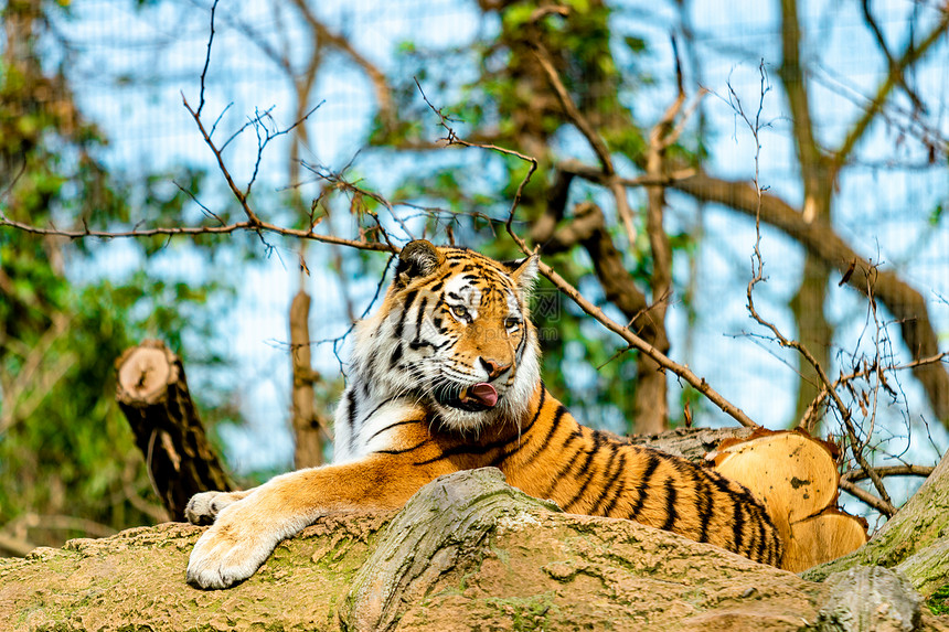 大自然中的老虎图片