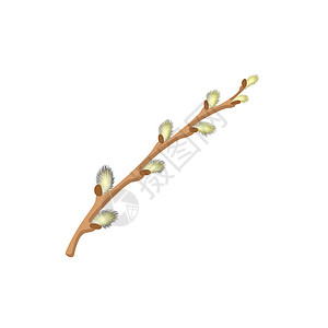 树枝图标白色背景上的普西柳木树枝纹普西柳木树枝纹图标背景