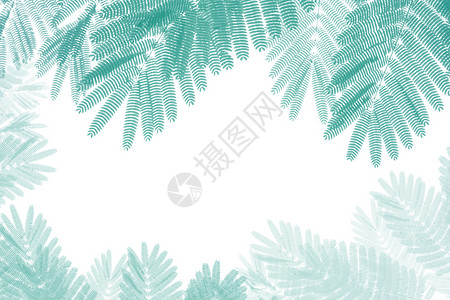 白天空背景中的棕榈树枝图片