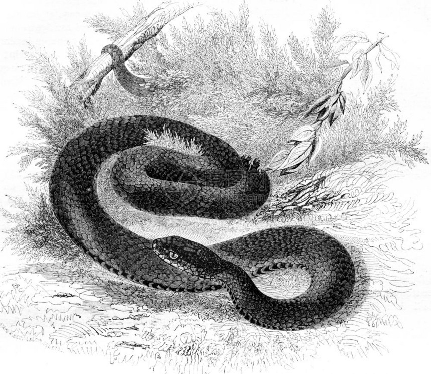 毒蛇常见的黑种古老刻画图184年的MagasinPittoresque图片