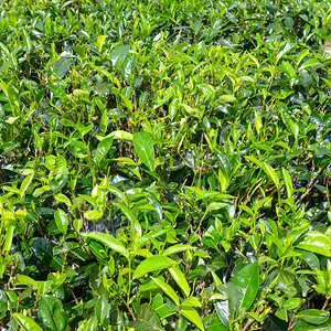 亚洲种植园的新绿茶树背景图片