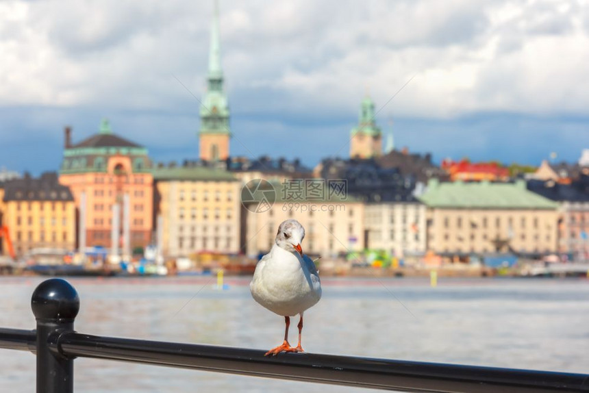 GamlaStan背景的海鸥瑞典首都斯德哥尔摩旧城瑞典首都图片