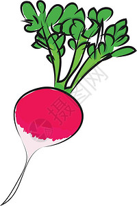萝卜菜粉红色彩萝卜含有绿叶向量彩色图画或插插画