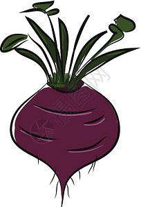 紫色甜菜有绿的干叶和子矢量彩色绘画或插图图片